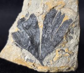 Sonstige - Pflanzen - Ginkgo huttoni (STERNBERG in HEER 1876)